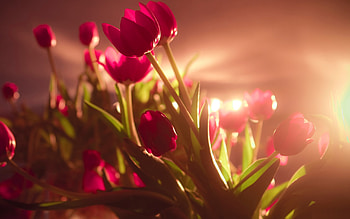 Plants, Flowers HD wallpaper