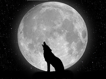 moving wolf | - Online | | Pinterest | Wolf , Wolf and HD wallpaper