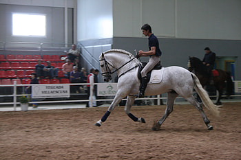 Grey Spanish Stallion, spanish, andalusian, horses, grey, dressage HD wallpaper