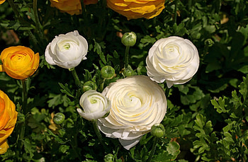 Flowers, Flower Bed, Flowerbed, Ranunculus, Ranunkulus, Sunny HD wallpaper