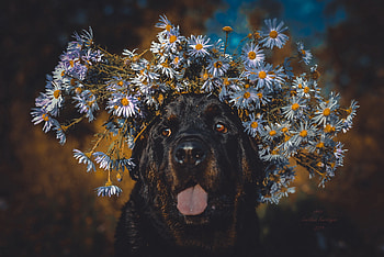 Animals, Flowers, Dog, Muzzle, Protruding Tongue, Tongue Stuck Out, Wreath HD wallpaper