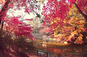 red autumn trees, leaves, red, trees, autumn, nature, lovely, lake HD wallpaper