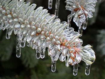 Ice plant , plant, ice HD wallpaper