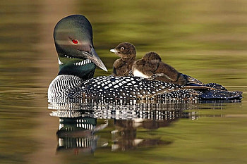 Chicks on Bird, chicks, beautiful, bird HD wallpaper