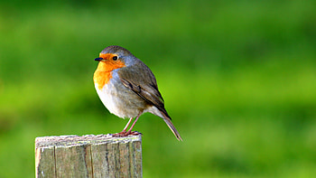 Bird in forest, sweet, nature, bird, forest HD wallpaper