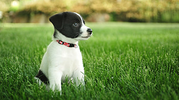 Puppy , backgrounds, Adorable animals, High-definition HD wallpaper