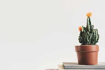 A close-up of a cactus in a terracotta pot on books with a white background. HD wallpaper