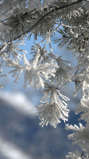 Frozen Flowers, white, snow HD phone wallpaper