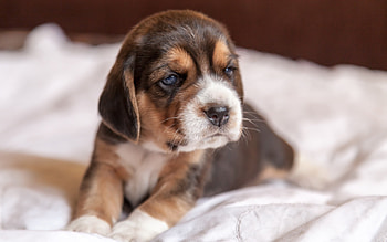 Cute Puppy, animal, dog, puppy, cute, beagle HD wallpaper