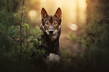 Animal, dog HD wallpaper