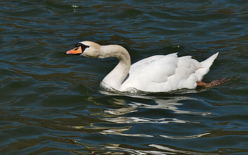 Animals, Bird, Water Surface, Swan HD wallpaper