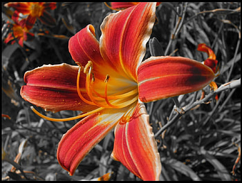 Lily, flowers, 3d HD wallpaper