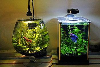 cool fishtanks, art, , fish, water HD wallpaper