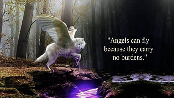 angels can fly, winter, dog, canis lupus, lone wolf, maned wolf nature, wolf, howling, snow, the pack, mythical, white, timber, wolves, grey, lobo, wisdom beautiful, grey wolf, wisdom, canine, friendship, arctic, solitude, black, quotes, wolf pack, , wild animal black, wolfrunning, abstract, pack, majestic, howl, spirit, wolf HD wallpaper