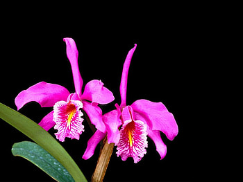 * Colombian orchid, catleya, black, flower, nature, orchid HD wallpaper