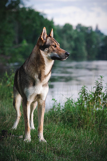 Animals, Rivers, Dog, Pet, Animal HD phone wallpaper