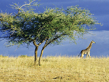 Lone Giraffe on the Serengeti Africa, landscape, sky, forest HD wallpaper