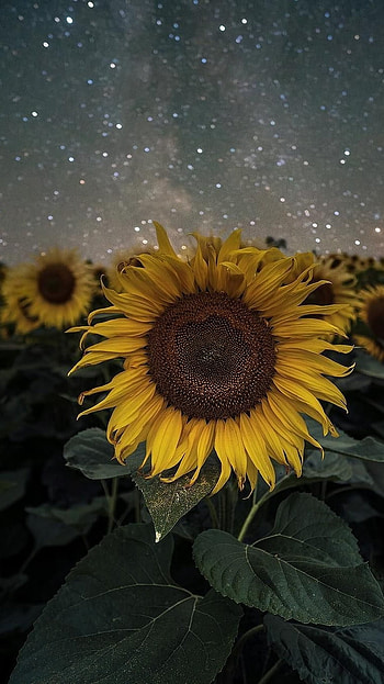 Sunflower, Beautiful Yellow Flower HD phone wallpaper