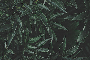 Flora, fresh, green, leaf HD wallpaper
