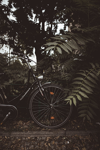 Trees, Leaves, Dark, Miscellanea, Miscellaneous, Branches, Bicycle HD phone wallpaper