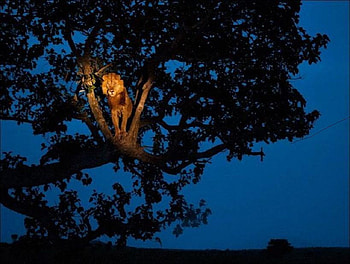 Always on the Lookout, night, glow, king, lion, wild, stunning, tree HD wallpaper