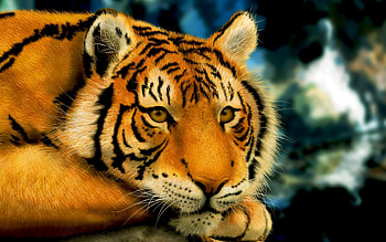 Animals, Tigers HD wallpaper