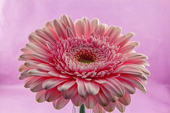 Gerbera, flower, pink, close up HD wallpaper