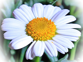 Flowers, Camomile, Flower, Petals, Chamomile HD wallpaper