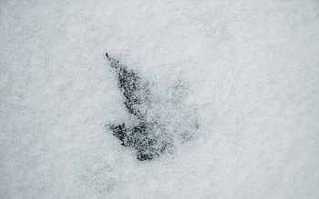 Winter, Nature, Snow, Sheet, Leaf, Layers, Snowstorm HD wallpaper