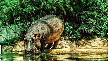 Animals, Water, Grass, Shore, Bank, Hippopotamus, Thirst HD wallpaper