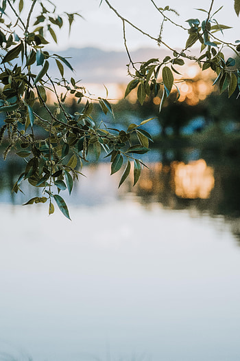 Nature, Leaves, Lake, Blur, Smooth, Branches HD phone wallpaper