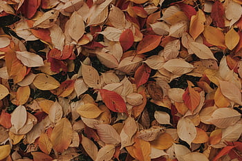 A beautiful close-up of colorful autumn leaves, creating a textured fall background. HD wallpaper