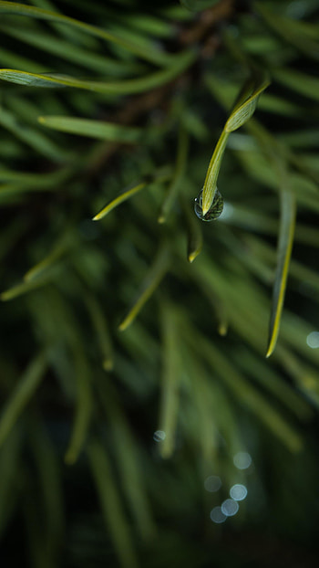 Grass, Macro, Blur, Smooth, Drop HD phone wallpaper