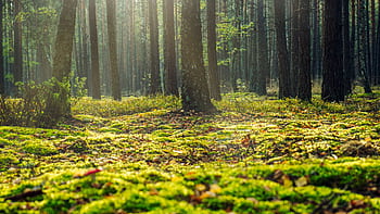 A serene forest view in Wielbark, Poland with sunlight filtering through the trees. HD wallpaper