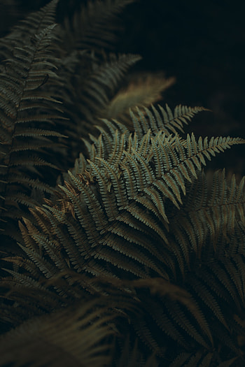 Leaves, Plant, Macro, Fern, Carved HD phone wallpaper