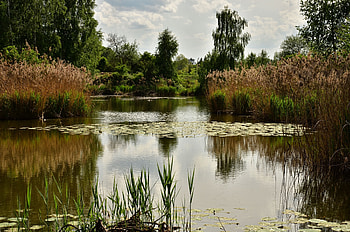 Plants, Landscape, Nature, Trees, Pond HD wallpaper