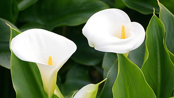Calla Lily, Fresh lilies, Eye-catching flowers, XFCE beauty HD wallpaper