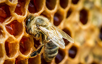 Honey bee, Beehives HD wallpaper