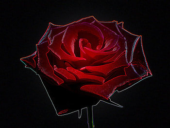 beautiful red, rose, nature, passion, red HD wallpaper
