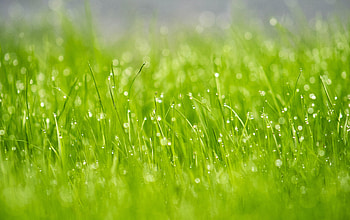 Grass, Drops, Macro, Glare, Dew HD wallpaper