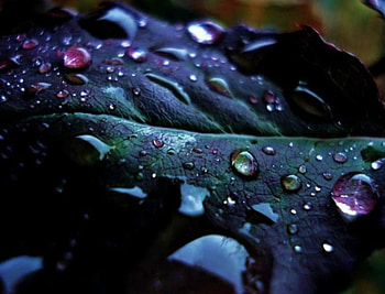 Rainbow Drops, nature, rainbow HD wallpaper