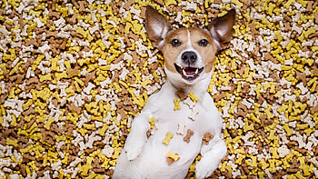:D, animal, dog, funny, happy, food, jack russell terrier, caine HD wallpaper