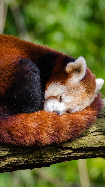 Animal, red panda HD phone wallpaper