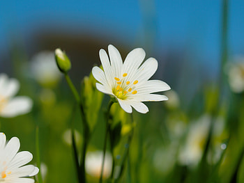 Summer, garden, flowers, plant, white HD wallpaper