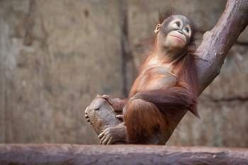 Animals, Wood, Tree, Monkey, Orangutan HD wallpaper