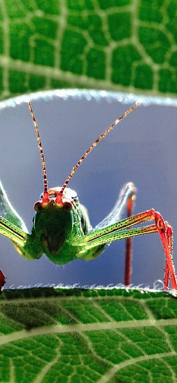 Grasshopper , 12 pro HD phone wallpaper
