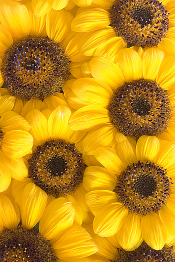 Flowers, Camomile, Macro, Petals, Chamomile HD phone wallpaper