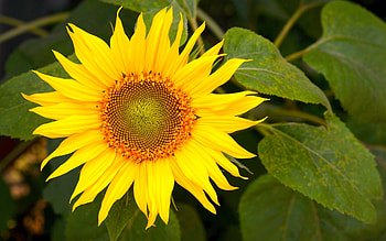 Plants, Flowers, Sunflowers HD wallpaper