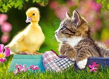 friends, meadow, cat, duckling, little flowers HD wallpaper