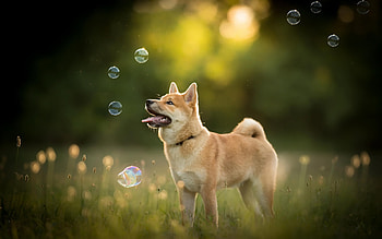 Akita inu puppy, lawn dogs forest HD wallpaper